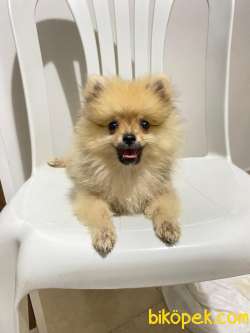 2 Aylık Pomeranian Boo 3