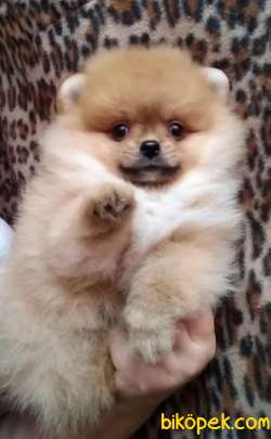 2 Aylık Pomeranian Boo Yavrusu 1