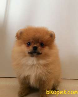 2 Aylık Pomeranian Boo Yavrusu 3