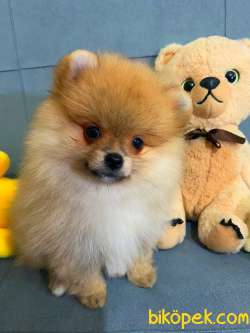 2 Aylık Pomeranian Boo Yavrusu 5
