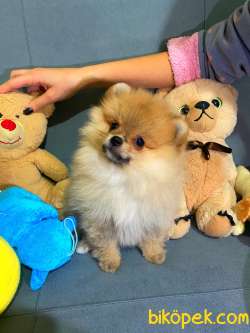 2 Aylık Pomeranian Boo Yavrusu 2