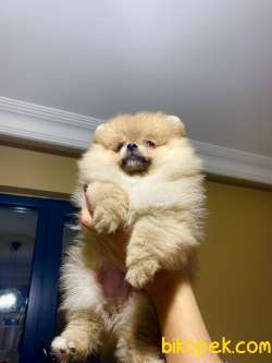 2 Aylık Pomeranian Boo Yavrusu 4