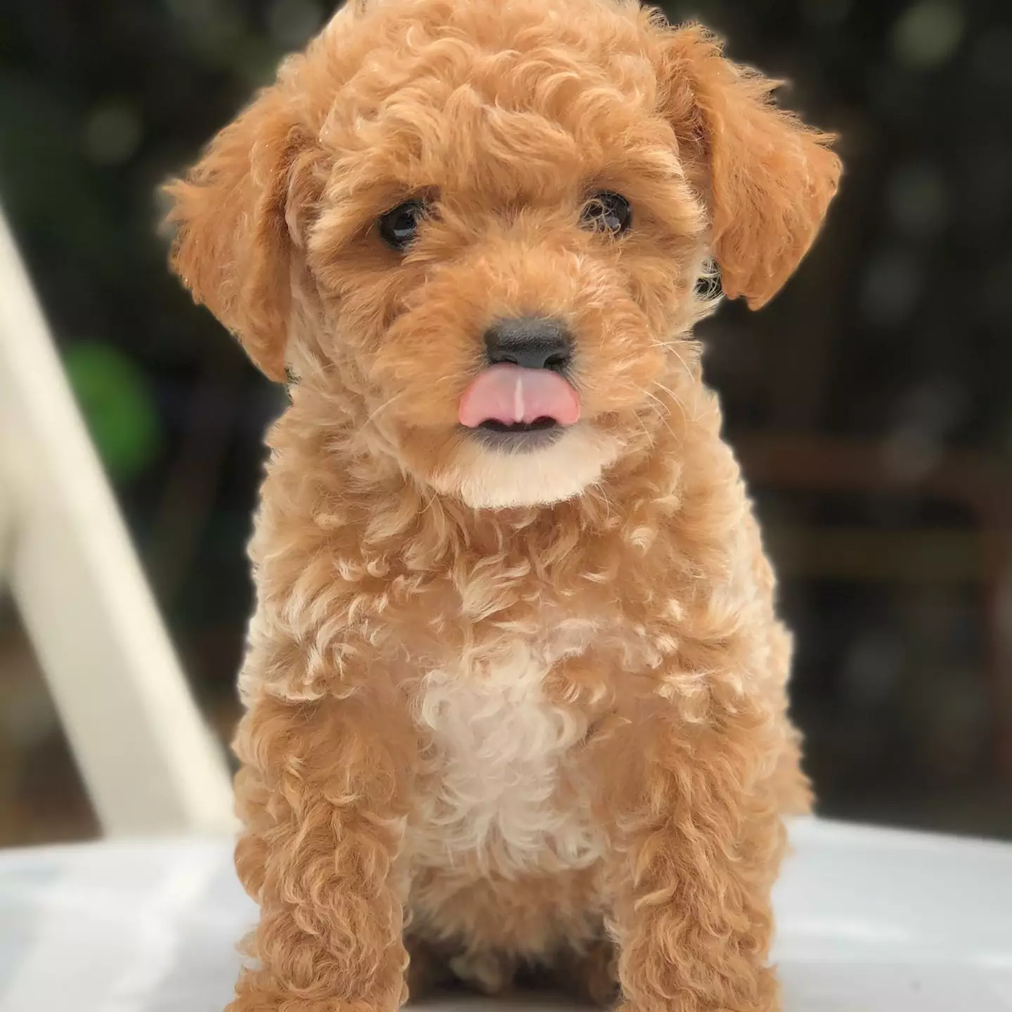 2 Aylık Saf Toy Poodle Yavrumuz 1
