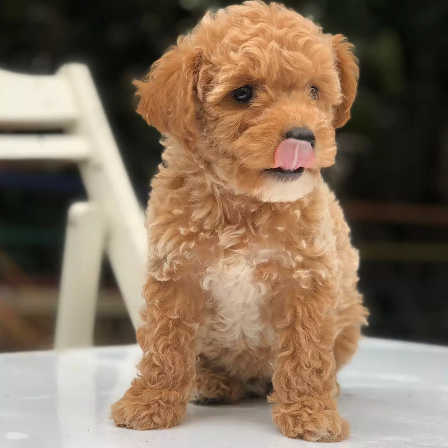 2 Aylık Saf Toy Poodle Yavrumuz 3