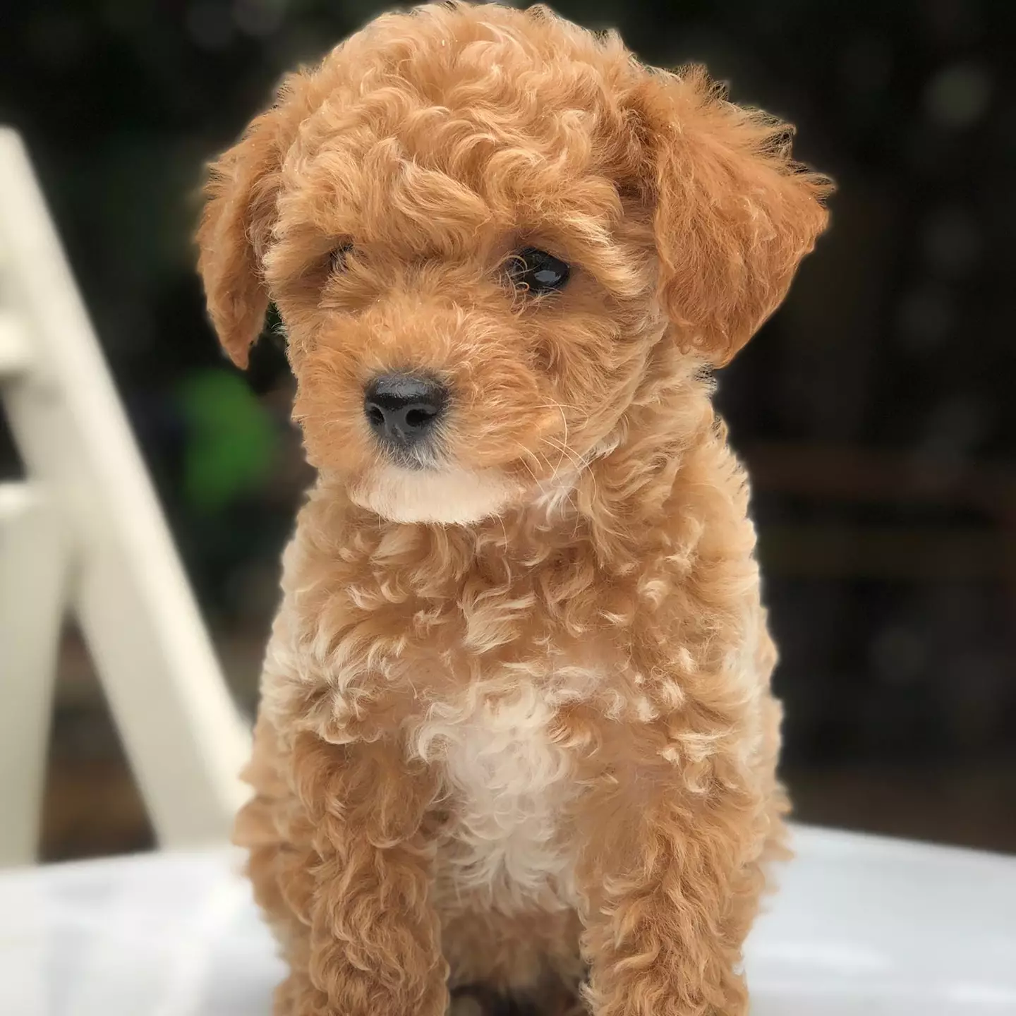 2 Aylık Saf Toy Poodle Yavrumuz 2