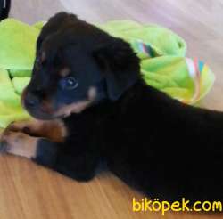 2 Aylık Safkan Rottweiler Yavrularım Sizlerle 1