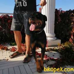 2 Aylık Safkan Rottweiler Yavrularım Sizlerle 4