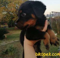 2 Aylık Safkan Rottweiler Yavrularım Sizlerle 2