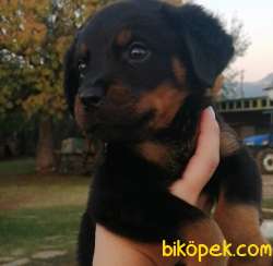 2 Aylık Safkan Rottweiler Yavrularım Sizlerle 3