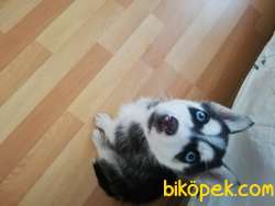 2 Aylık Safkan Sibirya Kurdu Husky 4