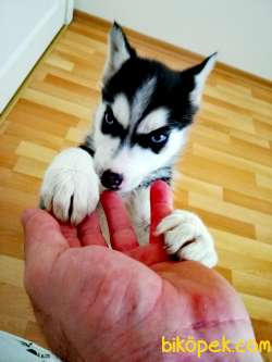2 Aylık Safkan Sibirya Kurdu Husky 3