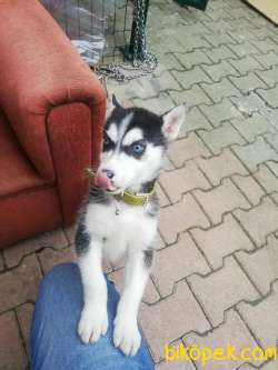 2 Aylık Safkan Sibirya Kurdu Husky 1