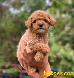 2 AYLIK SAFKAN TOY POODLE YAVRUMUZ 3