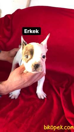 2 Aylık Secereli Franch Buldog Bebeklerim 3