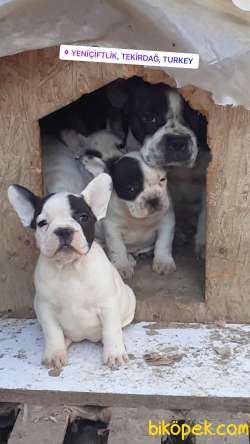 2 Aylık Secereli Franch Buldog Bebeklerim 1