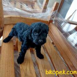 2 Aylık Terrier Maltase Malta Yavrularımız 2