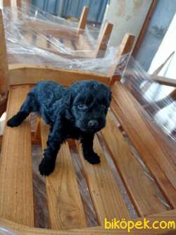2 Aylık Terrier Maltase Malta Yavrularımız 4