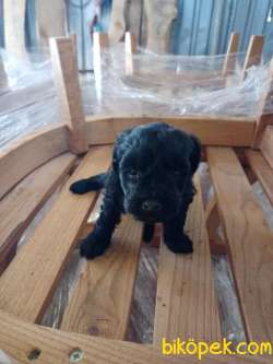 2 Aylık Terrier Maltase Malta Yavrularımız 1