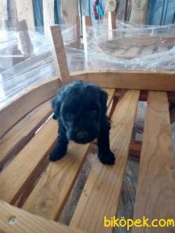 2 Aylık Terrier Maltase Malta Yavrularımız 3
