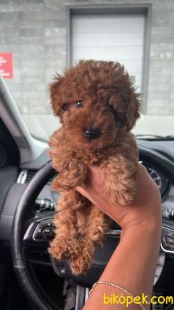 2 AYLIK TİNY ZERO TOY POODLE BÜYÜMEYEN 3