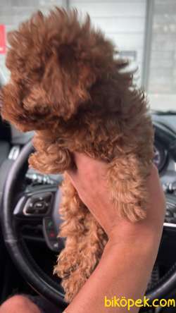 2 AYLIK TİNY ZERO TOY POODLE BÜYÜMEYEN 2