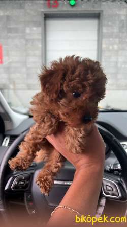 2 AYLIK TİNY ZERO TOY POODLE BÜYÜMEYEN 1