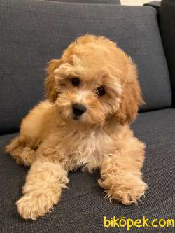 2 AYLIK TOY POODLE YAVRULARIMIZ 1