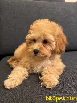 2 AYLIK TOY POODLE YAVRULARIMIZ 3