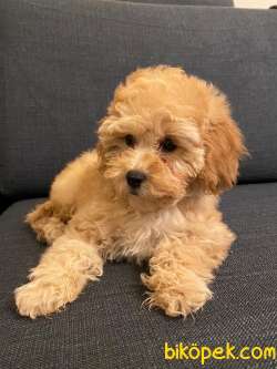 2 AYLIK TOY POODLE YAVRULARIMIZ 5