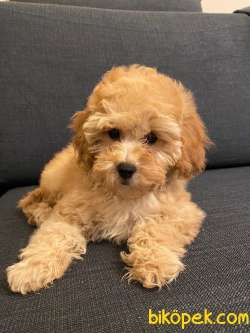2 AYLIK TOY POODLE YAVRULARIMIZ 2