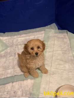 2 AYLIK TOY POODLE YAVRULARIMIZ 4