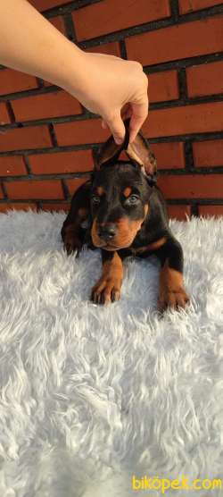 2 Aylık Yavru Doberman Yavrularımız 5