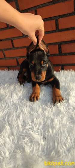 2 Aylık Yavru Doberman Yavrularımız