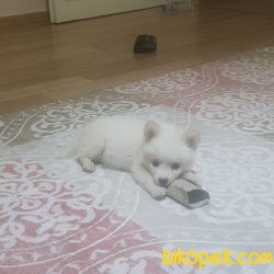 2 Aylik Yavru Erkek Samoyed 2
