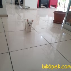 2 Aylik Yavru Erkek Samoyed 1