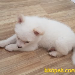 2 Aylik Yavru Erkek Samoyed 3