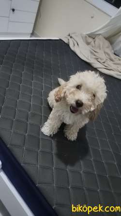 2 Aylık Yavru Maltipoo 4