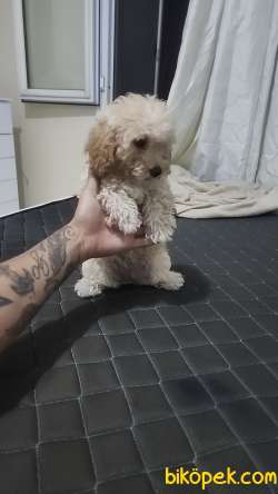 2 Aylık Yavru Maltipoo 1