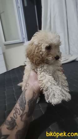 2 Aylık Yavru Maltipoo 3