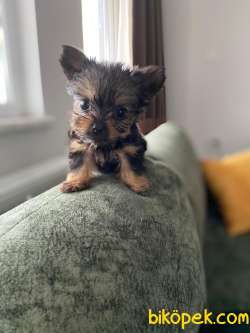 2 Aylık Yorkshire Terrier Yavrularımıx Satılık 1