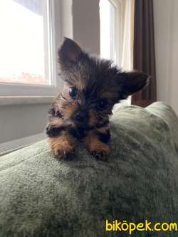2 Aylık Yorkshire Terrier Yavrularımıx Satılık 4