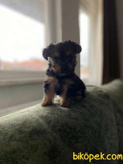 2 Aylık Yorkshire Terrier Yavrularımıx Satılık 2