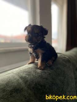 2 Aylık Yorkshire Terrier Yavrularımıx Satılık 3