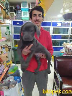 2 AYLIL BLUE VE TİGER YAVRULARI 4