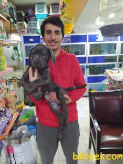 2 AYLIL BLUE VE TİGER YAVRULARI 3