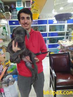 2 AYLIL BLUE VE TİGER YAVRULARI 2