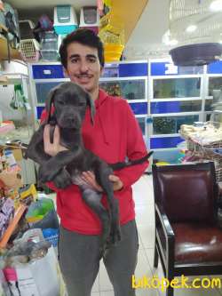 2 AYLIL BLUE VE TİGER YAVRULARI 1