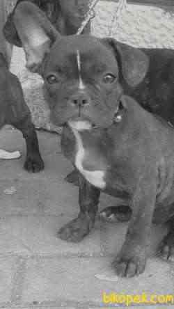 2 Buçuk Aylık Yavru French Bulldog 5