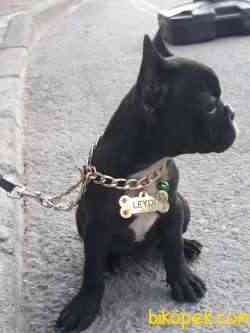 2 Buçuk Aylık Yavru French Bulldog 2