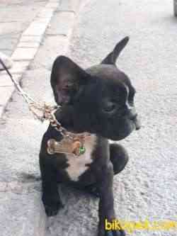 2 Buçuk Aylık Yavru French Bulldog 1